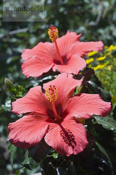 Rote Hibiskus Blüten (Hibiscus)