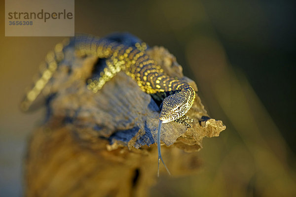 Waran (Varanus)  Sambesi  Sambia  Afrika