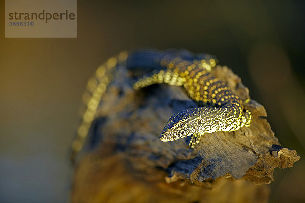 Waran (Varanus)  Sambesi  Sambia  Afrika