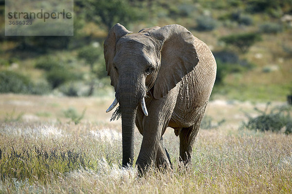 Wüstenelefant (Loxodonta cyclotis)  Damaraland  Namibia  Afrika
