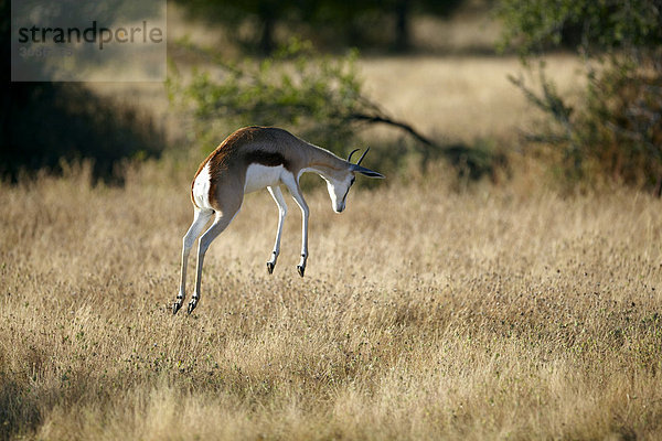 Springbock (Antidorcas marsupialis)  Etosha Nationalpark  Namibia  Afrika