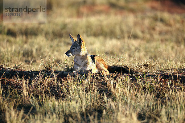 Schabrackenschakal (Canis mesomelas)  Waterberg Plateau Park  Namibia  Afrika