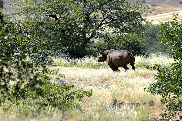 Spitzmaulnashorn  Schwarzes Nashorn (Diceros bicornis)  Damaraland  Namibia  Afrika