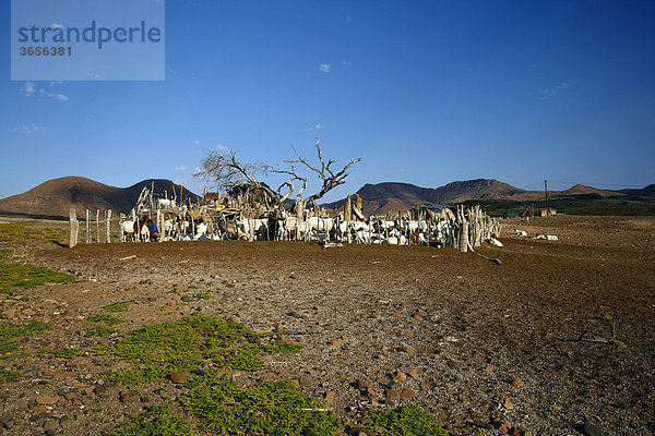 Ziegengehege  Damaraland  Namibia  Afrika