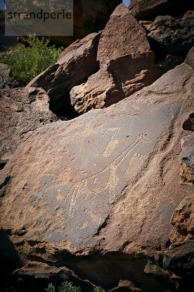 Felsgravuren  Petroglyphen  Felsmalereien  Twyfelfontein  Damaraland  Namibia  Afrika