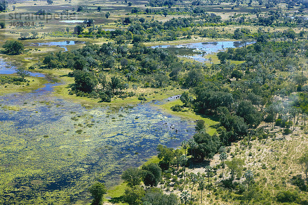 Luftaufnahme  Okavango-Delta  Botsuana  Afrika