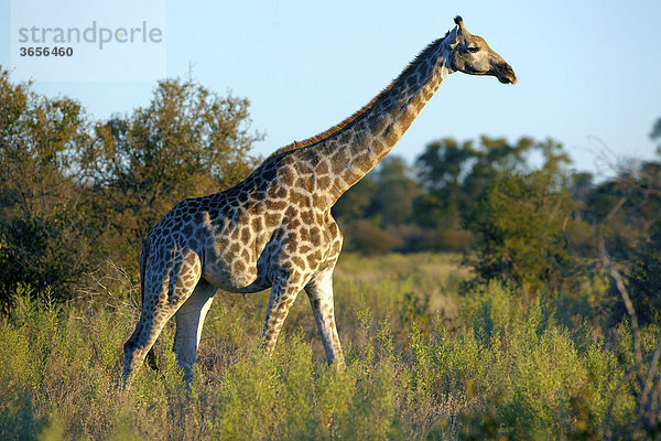 Angola-Giraffe (Giraffa camelopardalis angolensis)  Okavango-Delta  Botsuana  Afrika