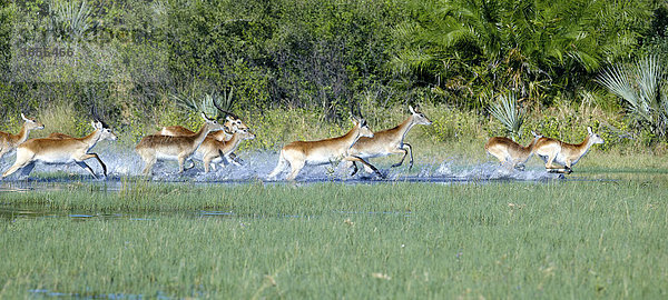 Letschwe (Kobus leche)  Okavango-Delta  Botsuana  Afrika
