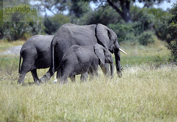 Afrikanische Elefanten (Loxodonta africana)  Okavango-Delta  Botsuana  Afrika