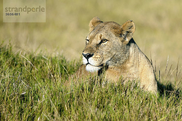 Löwe (Panthera leo)  Okavango-Delta  Botsuana  Afrika