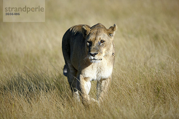 Löwe (Panthera leo)  Okavango-Delta  Botsuana  Afrika