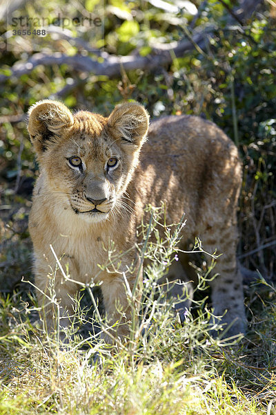 Löwe (Panthera leo)  Okavango-Delta  Botsuana  Afrika