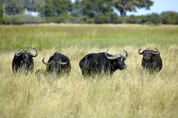 Afrikanische Büffel  Kaffernbüffel (Syncerus caffer)  Okavango-Delta  Botsuana  Afrika