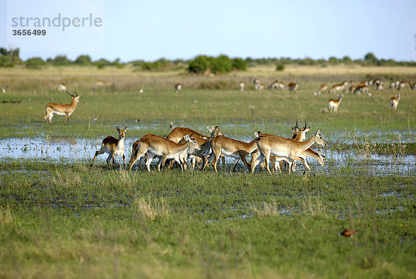 Letschwe (Kobus leche)  Okavango-Delta  Botsuana  Afrika