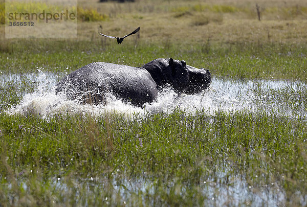 Flusspferd  Nilpferd  Großflusspferd (Hippopotamus amphibius)  Okavango-Delta  Botsuana  Afrika