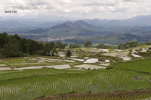 Reisfelder bei Batutumonga  in der Nähe von Ratepao  Sulawesi  Indonesien  Südostasien