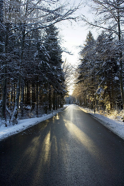 Winterliche Straße führt durch sonnenlichtdurchfluteten Mischwald  Bayern  Deutschland  Europa