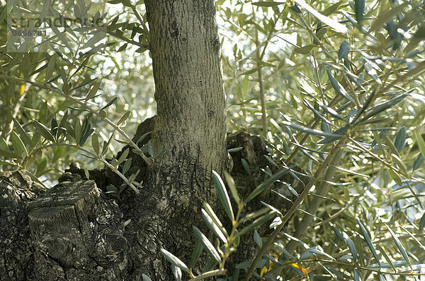 Olivenbaum (Olea europaea)  Detailansicht