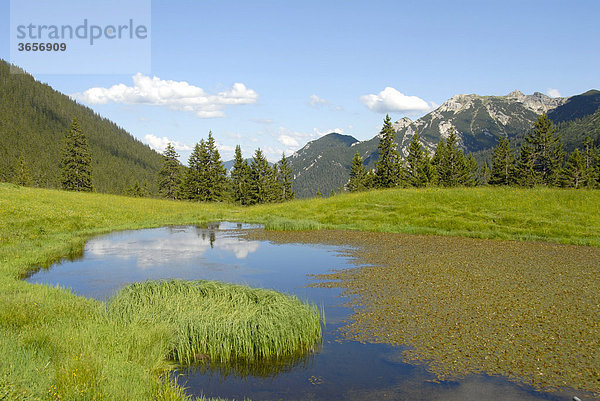 Kleiner Bergsee mit Wasserpflanzen  Almwiese  Enningalm  bei Garmisch-Partenkirchen  Werdenfelser Land  Oberbayern  Bayern  Deutschland  Europa