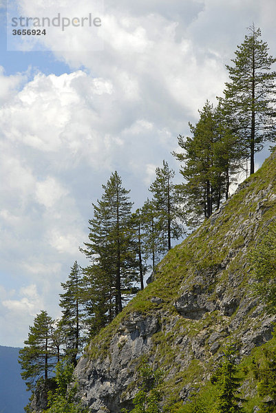 Lichte Kiefern (Pinus) am Berghang  Kramer  Kramerspitz  bei Garmisch-Partenkirchen  Werdenfelser Land  Oberbayern  Bayern  Deutschland  Europa