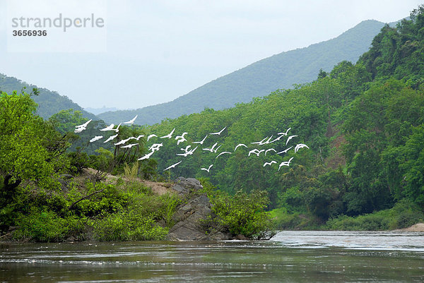 Natur  Vogelschwarm über dem Nam Ou Fluss  weiße Reiher (Ardeidae)  Distrikt Samphan  Provinz Phongsali  Laos  Südostasien  Asien