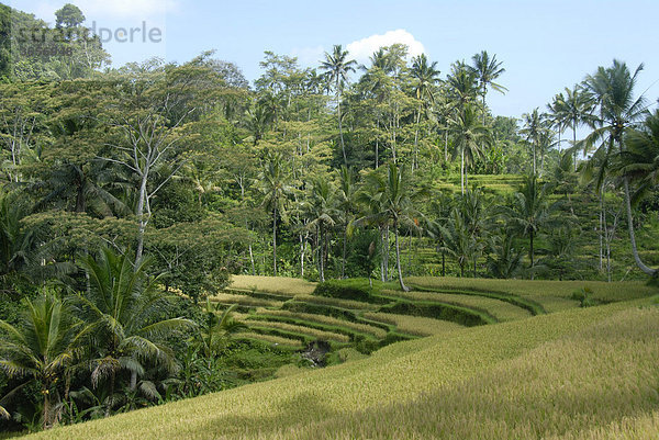 Reisfelder  Reisterrassen und Kokospalmen  bei Ubud  Insel Bali  Indonesien  Südostasien  Asien