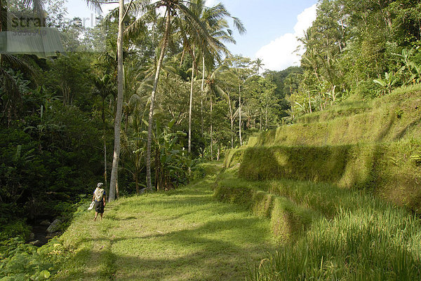 Reisfeld  große Reisterrasse und Kokospalmen  Gunung Kawi  Tampasiring bei Ubud  Insel Bali  Indonesien  Südostasien  Asien