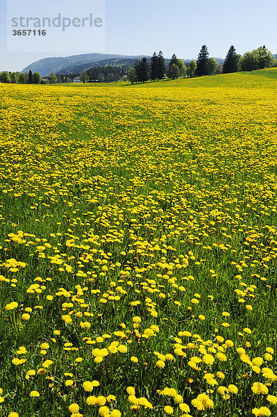 Feld blühender Löwenzahn (Taraxacum sect. Ruderalia)  Jura  Schweiz  Europa