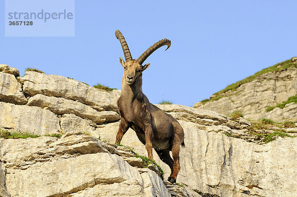 Typische Haltung eines Steinbock (Capra ibex)