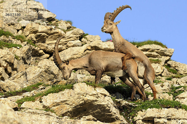 Spielerischer Paarungsversuch zweier Steinböcke (Capra ibex)