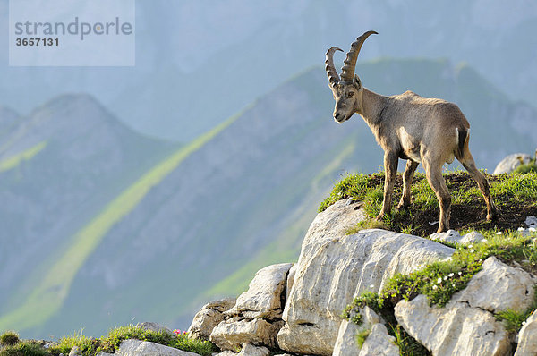 Steinbock (Capra ibex)  auf Felsplatte stehend