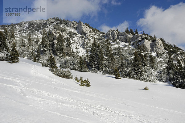 Bergfichten (Picea abies) an felsigem Berggrat in verschneiter Berglandschaft mit Skispuren  Sudelfeld  bayerische Voralpen  Bayern  Deutschland  Europa