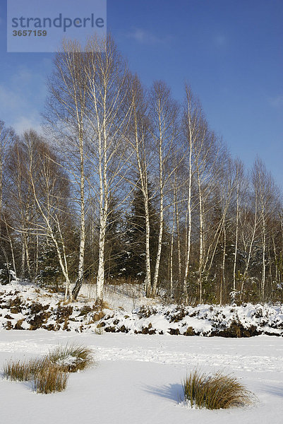 Birkenhain (Betula pubescens) in verschneiter Moorlandschaft  Grundbeckenmoor bei Rosenheim  bayerisches Voralpenland  Bayern  Deutschland  Europa