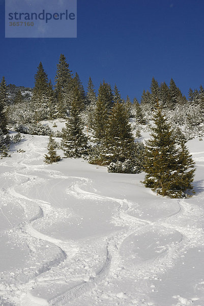 Skispuren im Tiefschnee durch Fichtenwald (Picea abies)  Sudelfeld  bayerische Voralpen  Bayern  Deutschland  Europa