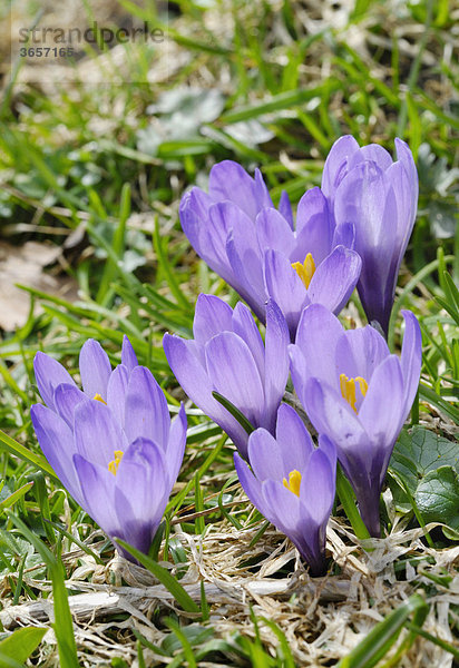 Violette wilde Krokusse (Crocus sativa  ssp.) auf Bergwiese
