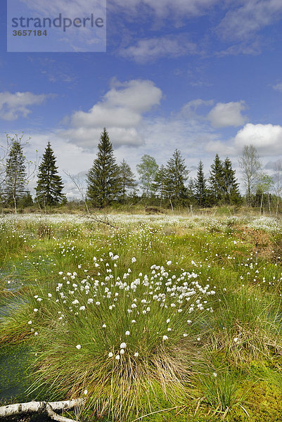 Blühendes Wollgras (Eriophorum angustifolium) in Moorlandschaft  Nicklheim  Bayern  Deutschland  Europa