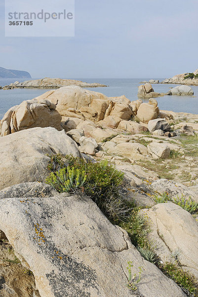 Mediterrane Vegetation durchzieht Granitfelsspalten an Küste  bei Olbia  Sardinien  Italien  Europa