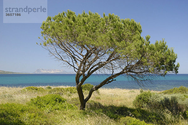 Junge Pinie (Pinus pinea) am Strand  bei Budoni  Sardinien  Italien  Europa