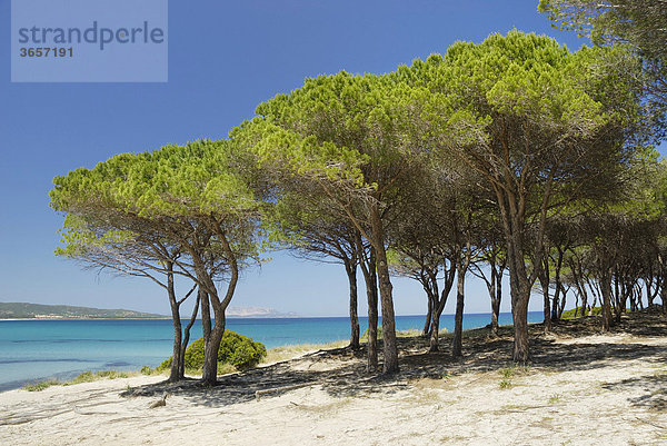 Pinien Hain (Pinus pineta) auf Sanddüne an türkisblauem Meer Santa Anna Pineta  Sardinien  Italien  Europa
