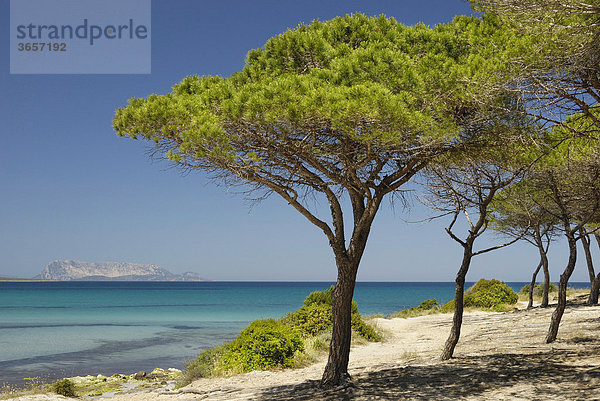 Pinienhain (Pinus pinea) auf Sanddüne an türkisblauem Meer  Santa Anna Pineta  Sardinien  Italien  Europa