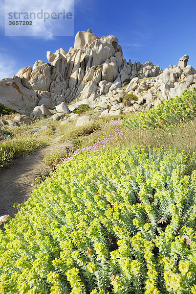 Gelbe Blüten von Strand-Wolfsmilch oder Dünen-Wolfsmilch (Euphorbia paralias L.) säumen Pfad durch bizarr geformte Granitfelsen  Capo Testa  Sardinien  Italien  Europa