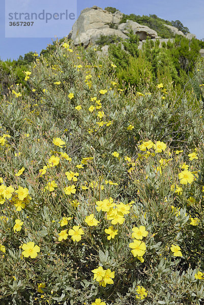 Gelbe Blüten einer Zistrose (Halimium halimifolium) in mediterraner Macchie  Capo Ceraso  Sardinien  Italien  Europa