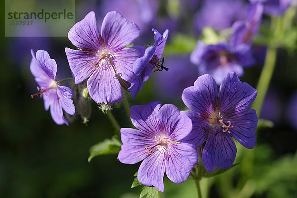 Violette Blüten vom Wiesenstorchenschnabel (Geranium pratense)
