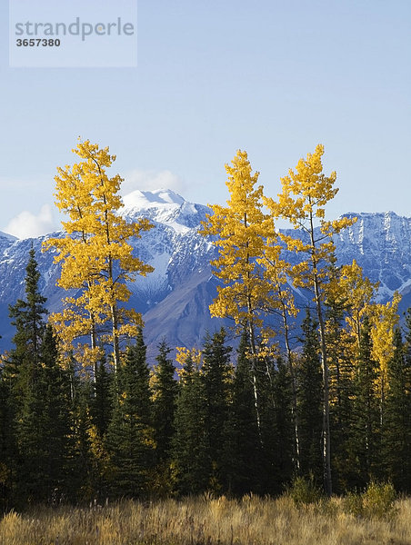 Indian Summer am Alaska Highway  Espen  Zitterpappel  Quakies (Populus tremuloides)  Bäume in Herbstfarben  St. Elias Mountains Gebirge dahinter  Kluane Nationalpark und Reservat  Yukon Territory  Kanada