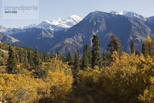 Indian Summer  Pappeln in Herbstfarben  Wanderweg  Blick vom Sheep Mountain Berg  St. Elias Mountains Gebirge  Kluane National Park und Reservat  Yukon Territory  Kanada