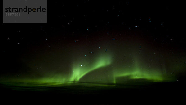 Silhouette von Kiefern  wirbelndes grünes Nordlicht  Polarlicht (Aurora borealis)  in der Nähe von Whitehorse  Yukon Territorium  Kanada