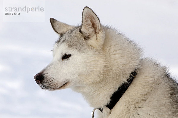 Portrait von einem Schlittenhund  männlicher Siberian Husky  Yukon Territory  Kanada