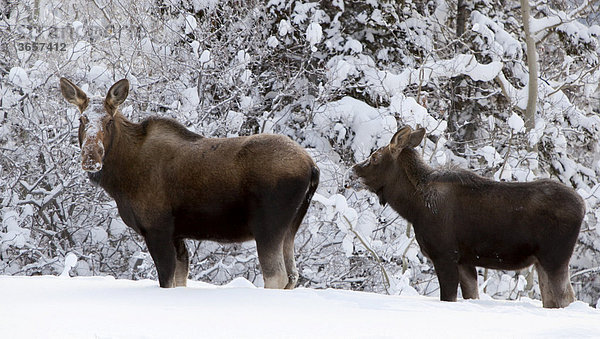 Elch (Alces alces)  Kuh und Kalb im tiefen Schnee  Yukon Territory  Kanada