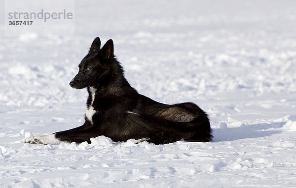 Ruhender Schlittenhund auf Schnee  Alaskan Husky  Yukon Territory  Kanada