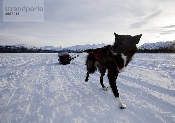 Schlittenhund  Alaskan Husky zieht einen Packschlitten  gefrorener Fish Lake  Yukon Territory  Kanada